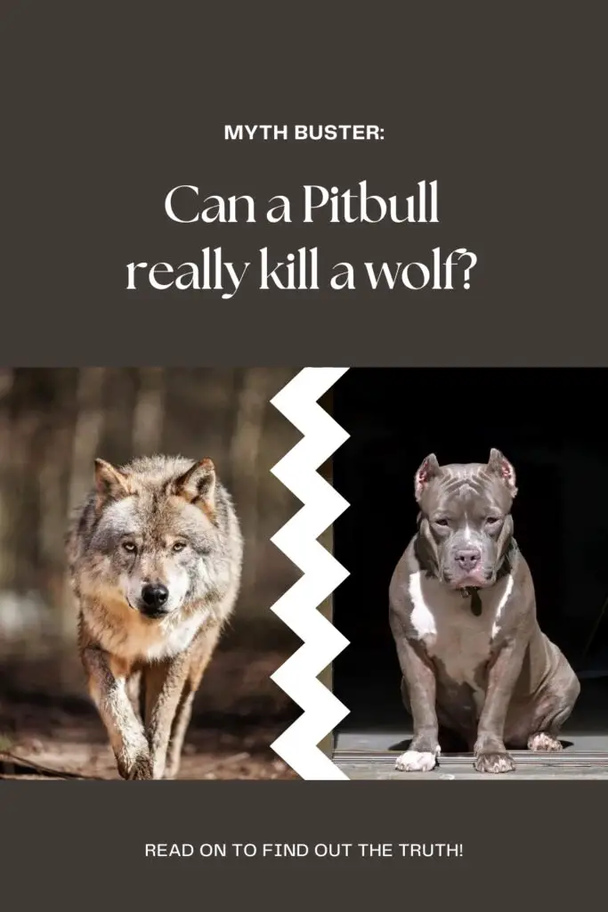 a photo of a wolf and a pitbull to show can a pitbull kill a wolf