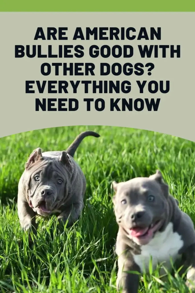 a photo of two bullies to show are american bullies good with other dogs