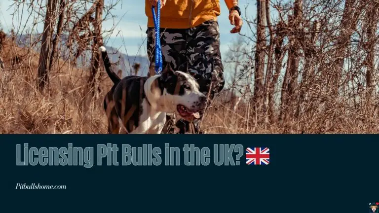 How to Get A Pit Bull License in the UK? Simplifying a Confusing Process