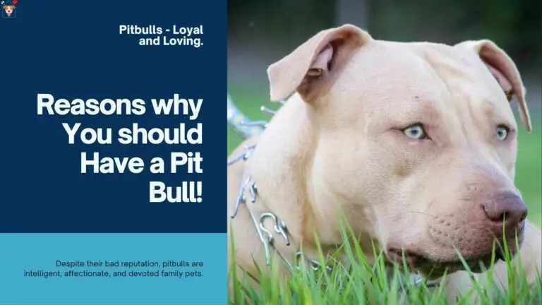 8 Reasons to Have a Pit Bull (and 8 Common Misconceptions)