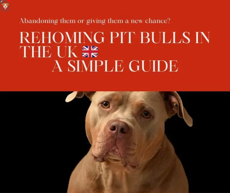 Can You Rehome A Pit Bull in the UK? A Simple Step-by-Step Guide