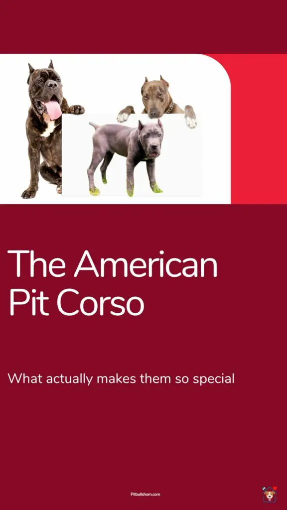 American Pit Corso Pin