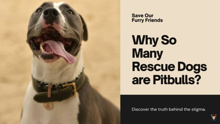 Why Are So Many Rescue Dogs Pit Bulls? The Truth Behind the Stigma