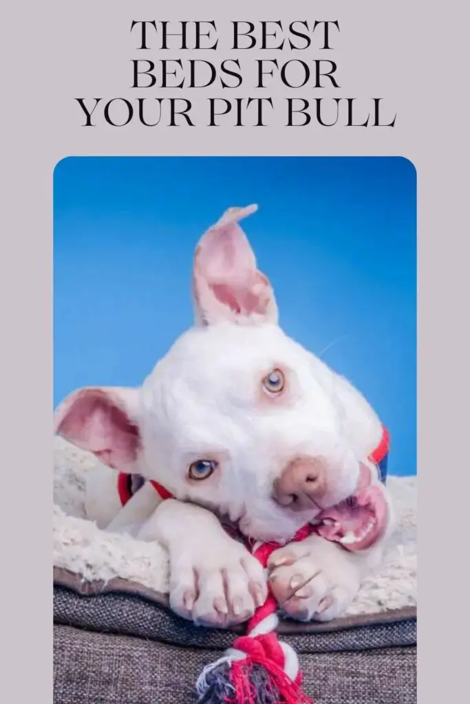 a photo of a pit bull in bed to show the best beds for pit bulls